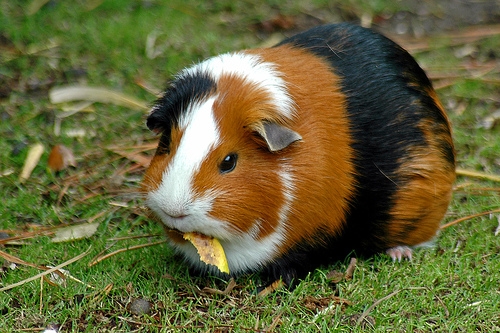 guinea_pig[1]