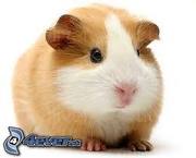 images[9]